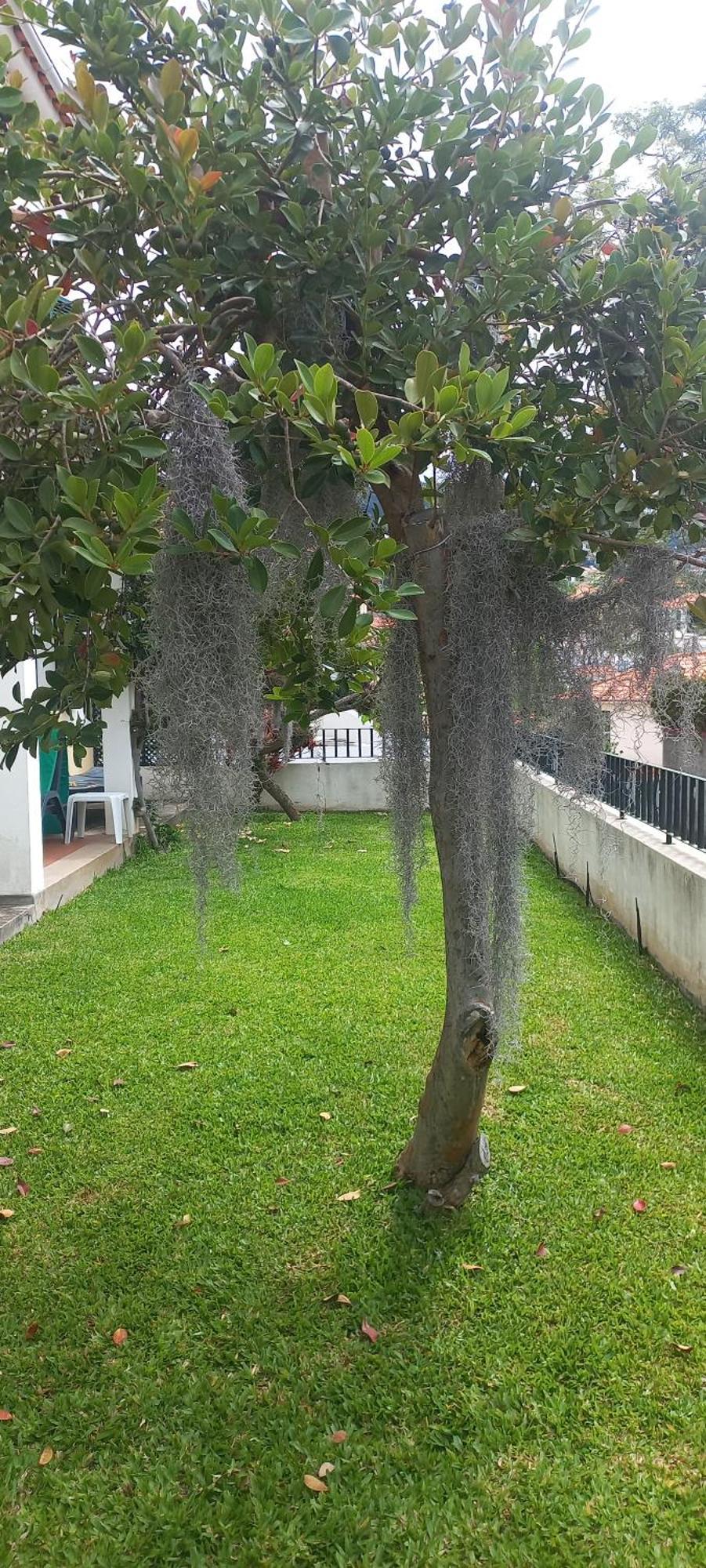 Villa Cosy Nook فونشال المظهر الخارجي الصورة