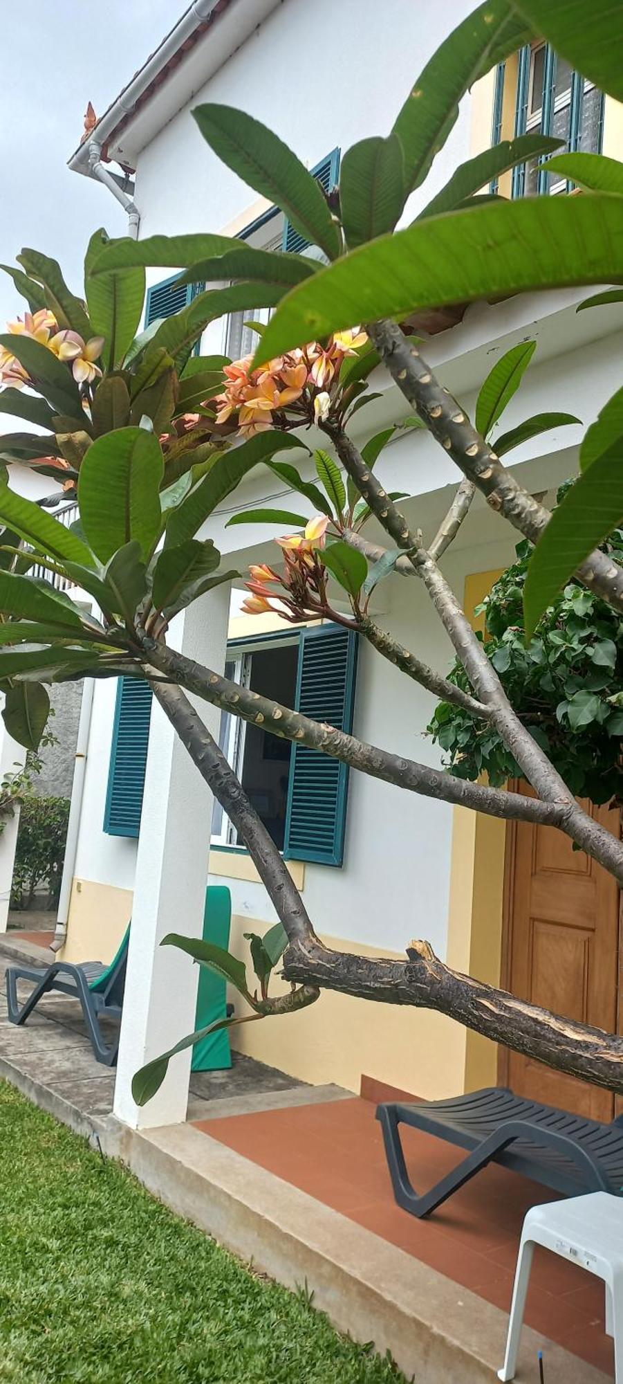 Villa Cosy Nook فونشال المظهر الخارجي الصورة